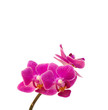 Orchidee 2603