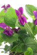 Viola odorata on a white background