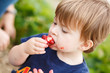 © ericcote - Boy eating a strawberry