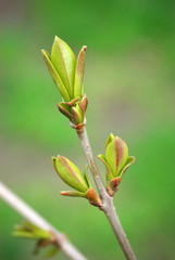 Canvas Print - Spring bud.