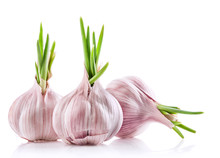Three Sprouted Garlic Bulbs Isolated On White Background