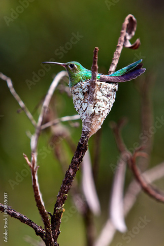 Oiseau Colibri Dans Son Nid Buy This Stock Photo And