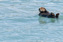 Sea Otter Swimming In Prince William Sound, Alaska