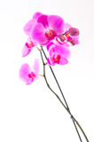 Fototapeta Storczyk - Orchidée