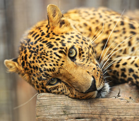 Sticker - Portrait of leopard