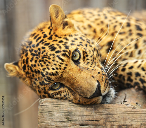 Naklejka na szafę Portrait of leopard