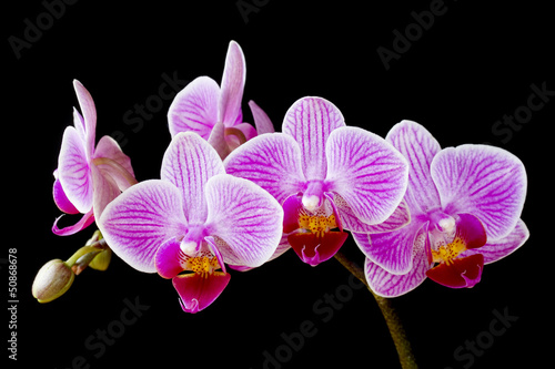 Board z aluminiowym obramowaniem Phalaenopsis, kwiaty orchidei ćma i pąki na czarnym tle