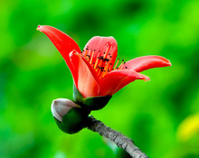 Red Silk Cotton Flower - Latin Name Is Bombax Ceiba