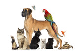Fototapeta Zwierzęta - Group of pets - Dog, cat, bird, reptile, rabbit,...