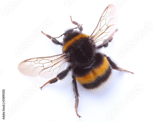 Fotomural bumblebee isolated on white