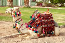 Camel Lying At The Sand