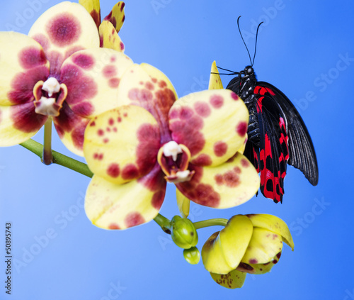 Tapeta ścienna Egzotyczny motyl siedzi na kwiat orchidei