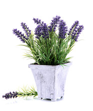 Beautiful Lavender In Wooden Pot Isolated On White