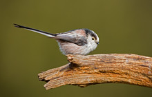 Long Tailed Tit (Aegithalos Caudatus) Perched On A Branch