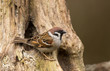 Tree Sparrow on a stump