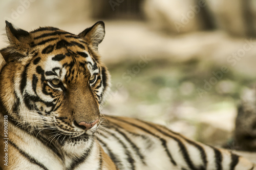 Tapeta ścienna Uspokajający tygrys, portret tygrysa bengalskiego.