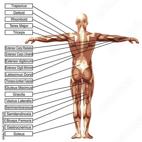 Naklejka na szybę 3D male or human anatomy, a man with muscles and text isolated