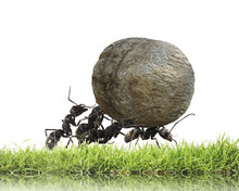 Team Of Ants Rolls Stone Uphill