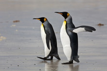 Two King Penguins On The Beach