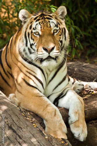 Tapeta ścienna Tygrys sybiryczny (panthera tigris altaica)
