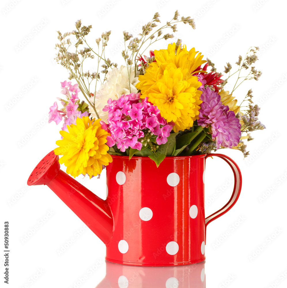 Red watering can with white polka-dot with flowers isolated