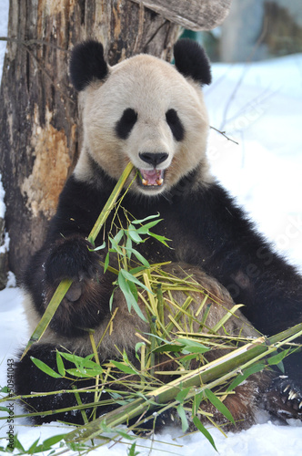 Board z aluminiowym obramowaniem Panda