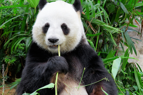 Board z aluminiowym obramowaniem Panda jedzenia liści bambusa
