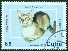 Stamp Printed In Cuba Shows Cat