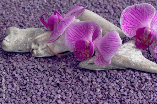 fioletowa-orchidea