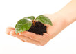 Young plant with green leaves in soil in beautiful woman hand