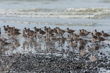 Flock Of Waders