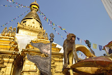 Sitting Monkey On Swayambhunath Stupa In Kathmandu, Nepal