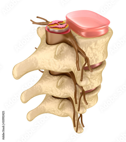 Naklejka - mata magnetyczna na lodówkę Human spine in details