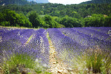 Fototapeta Lawenda - lavender field