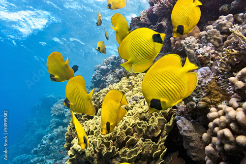 Naklejka nad blat kuchenny Shoal of butterfly fish on the reef