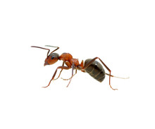 Ant On White