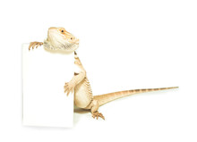 Lizard Holding Card In Hand On White