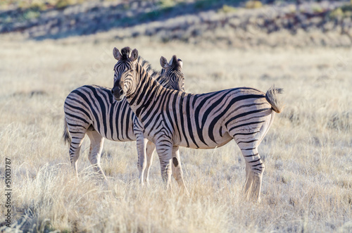 Plakat na papierze fotorealistycznym Zebry burchell (equus quagga burchellii) na sawannie