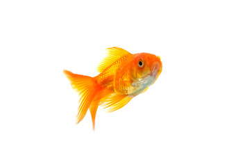 Poster - Goldfish