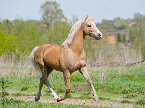 Naklejka samoprzylepna Biegnie kucyk Palomino