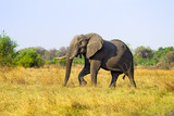 Fototapeta Sawanna - Large African Elephant