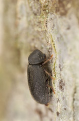 Sticker - Anobium fulvicorne, extreme close-up