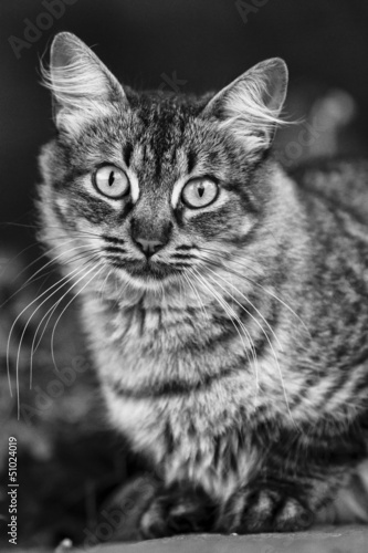 Gato Pardo En Blanco Y Negro Buy This Stock Photo And Explore Similar Images At Adobe Stock Adobe Stock