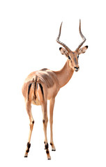 Sticker - male impala isolated