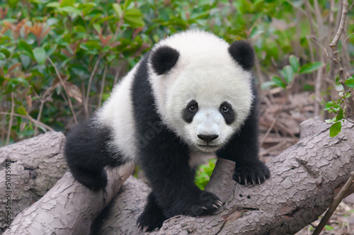 Board z aluminiowym obramowaniem Słodkie młode panda cub