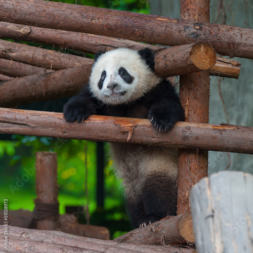 Plakat na papierze fotorealistycznym Gigantyczna panda próbująca wspiąć się na drewniany słup