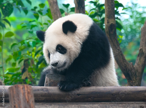 Board z aluminiowym obramowaniem Chiński gigantyczny niedźwiedź panda