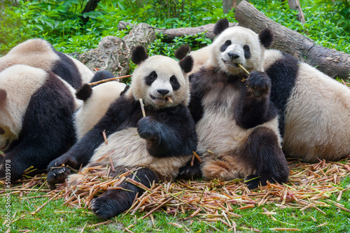 Board z aluminiowym obramowaniem Niedźwiedzie panda jedzenia razem