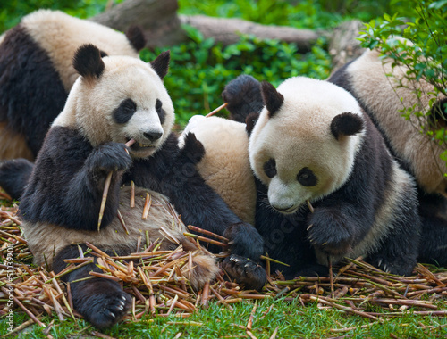 Board z aluminiowym obramowaniem Niedźwiedzie panda jedzenia razem