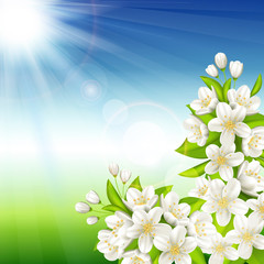 Wall Mural - flowering cherry